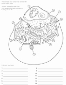 Animal Cell Coloring Worksheet Unique Coloring Pages and Worksheets