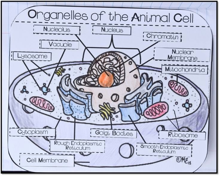 Animal Cell Worksheet Answers Awesome Cell Structure Function &amp; Cellular Processes Science