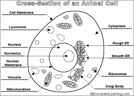 animal cell worksheet answers awesome parts of an animal cell google search of animal cell worksheet answers