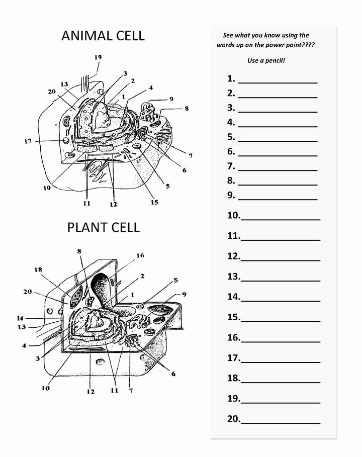 Animal Cell Worksheet Answers Awesome Plant and Animal Cell Diagram Worksheet Bio