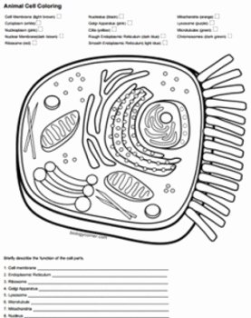Animal Cell Worksheet Answers Beautiful Animal Cell Coloring Answer Key by Biologycorner