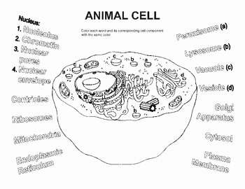Animal Cell Worksheet Answers Beautiful Animal Cell Coloring Worksheet Teacherspayteachers