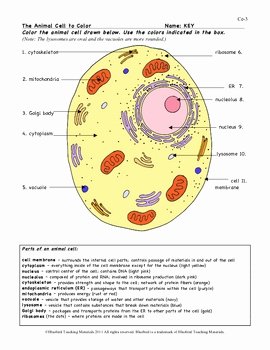 Animal Cell Worksheet Answers Elegant Animal Cell Color Page Wor by Bluebird Teaching