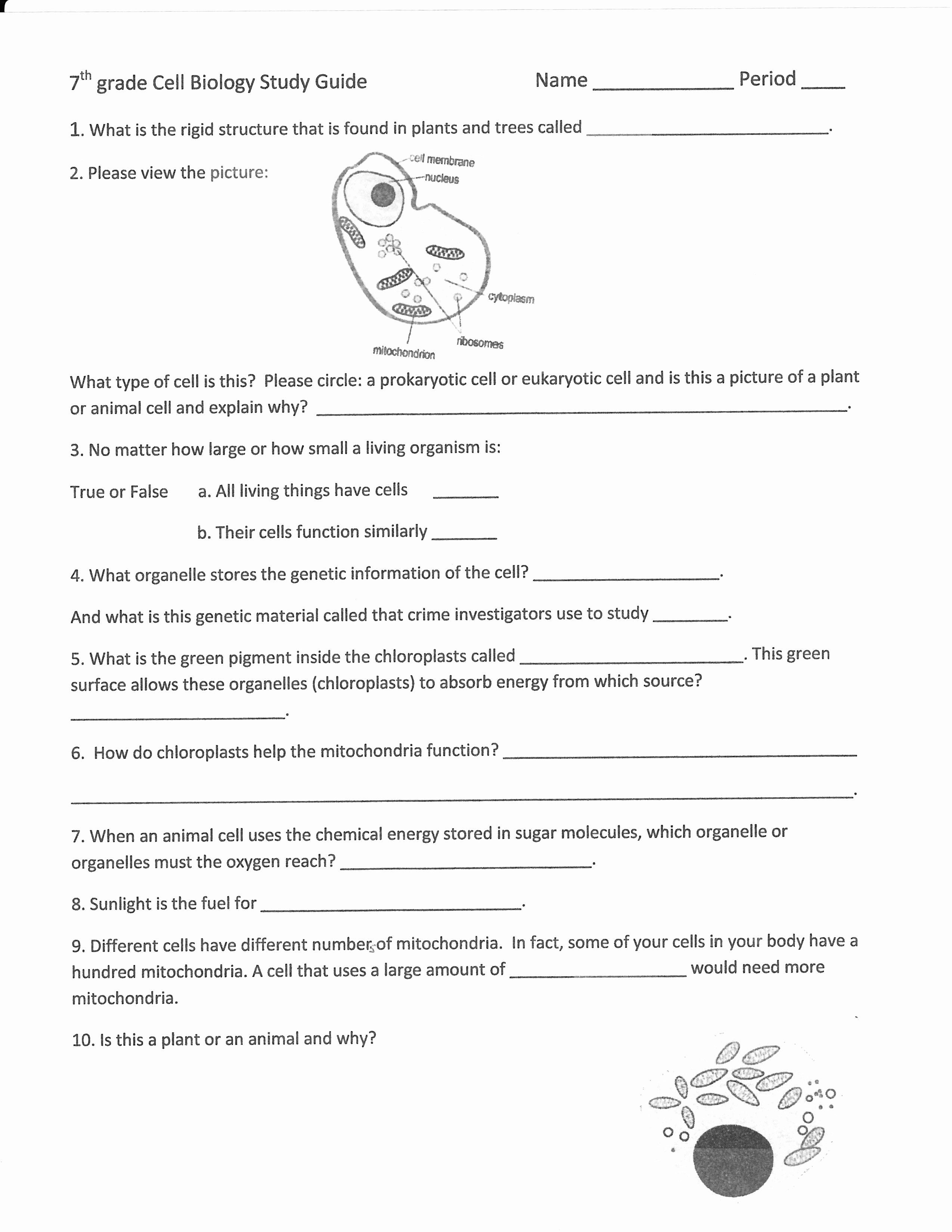 Animal Cell Worksheet Answers Elegant Cell organelles Worksheet Answer Key Worksheet Idea Template
