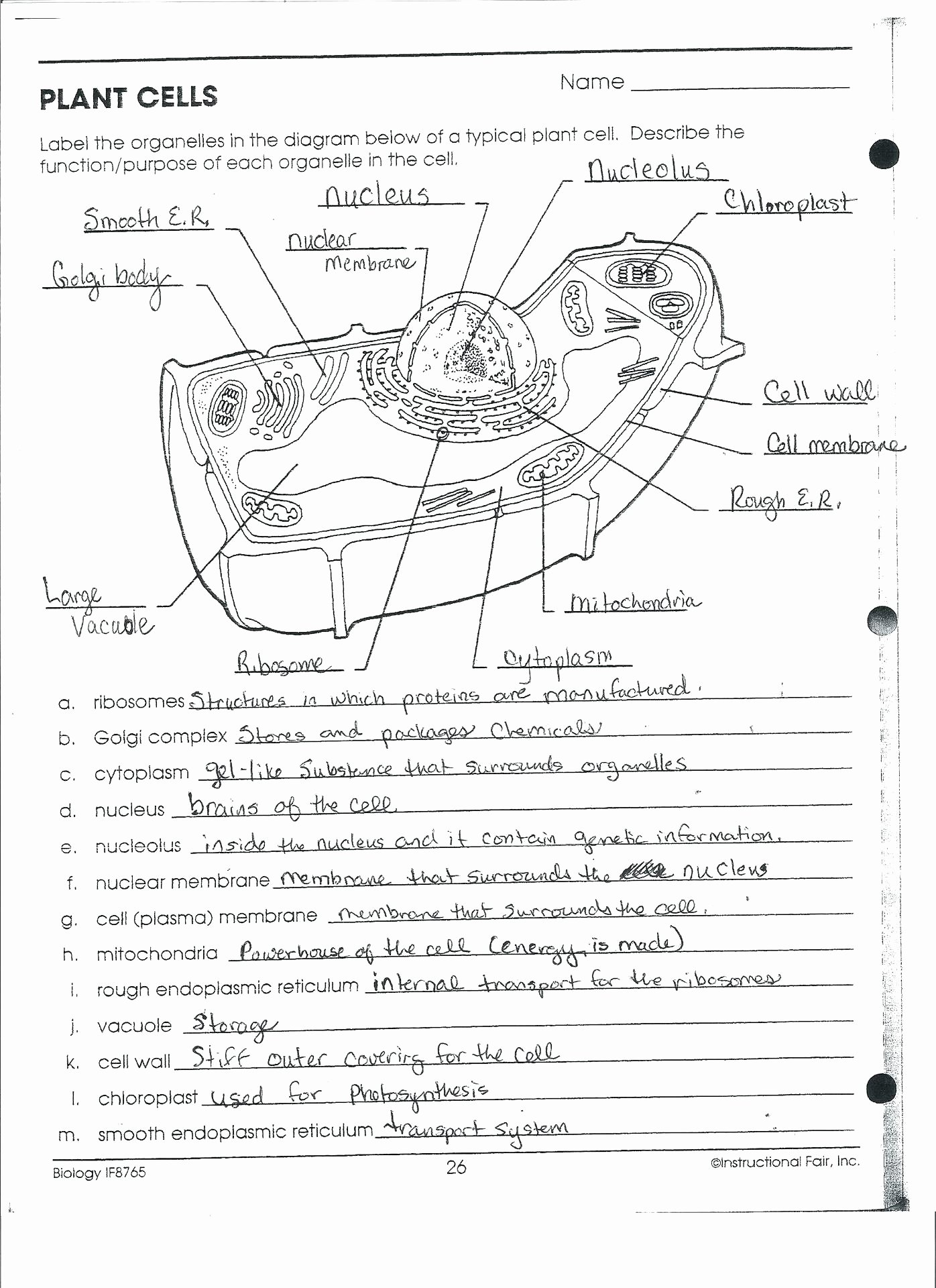 Animal Cell Worksheet Answers Fresh Animal and Plant Cell Labeling Worksheet Answers the Best