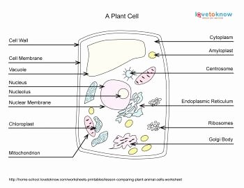 Animal Cell Worksheet Answers Fresh Lesson On Paring Plant and Animal Cells with Worksheet