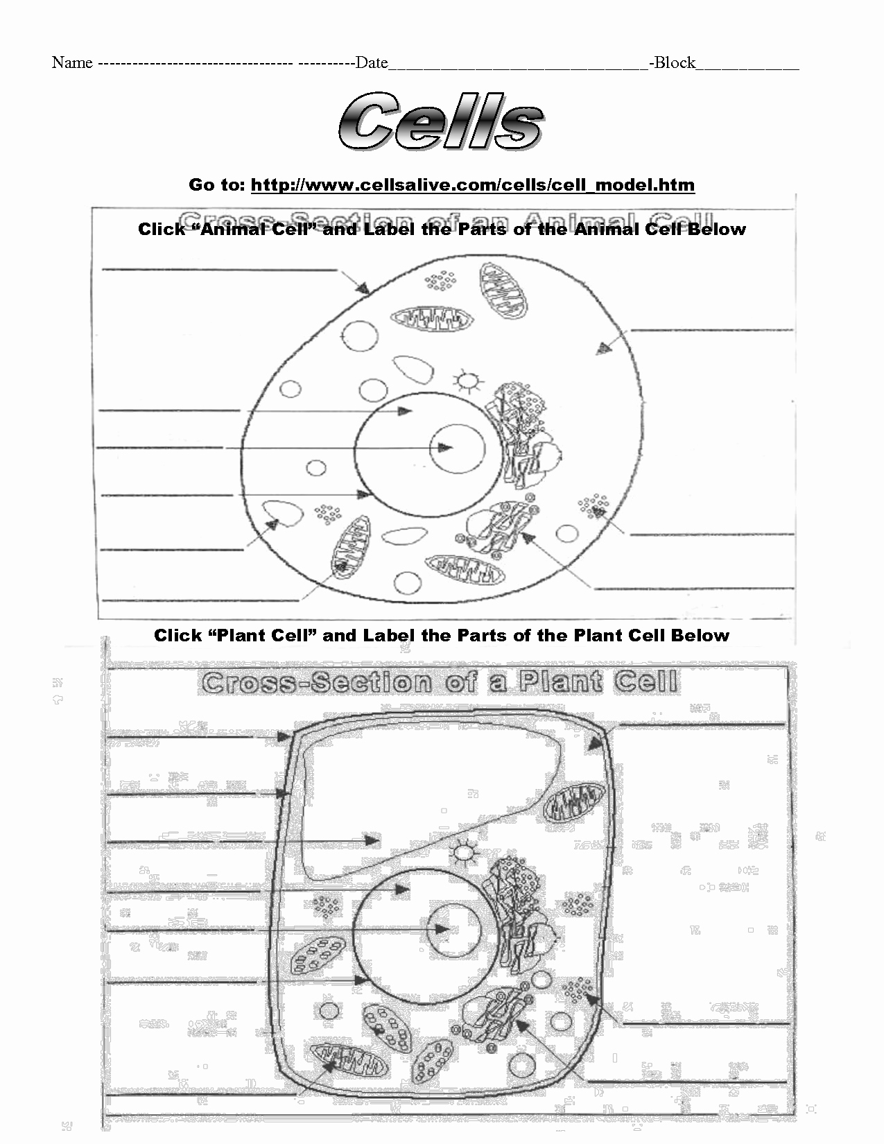 Animal Cell Worksheet Answers Lovely 13 Best Of Printable Worksheets Cells Animal Cell