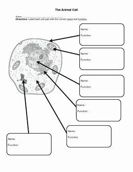 Animal Cell Worksheet Answers Luxury Label the Animal Cell Worksheet by Innovate4students
