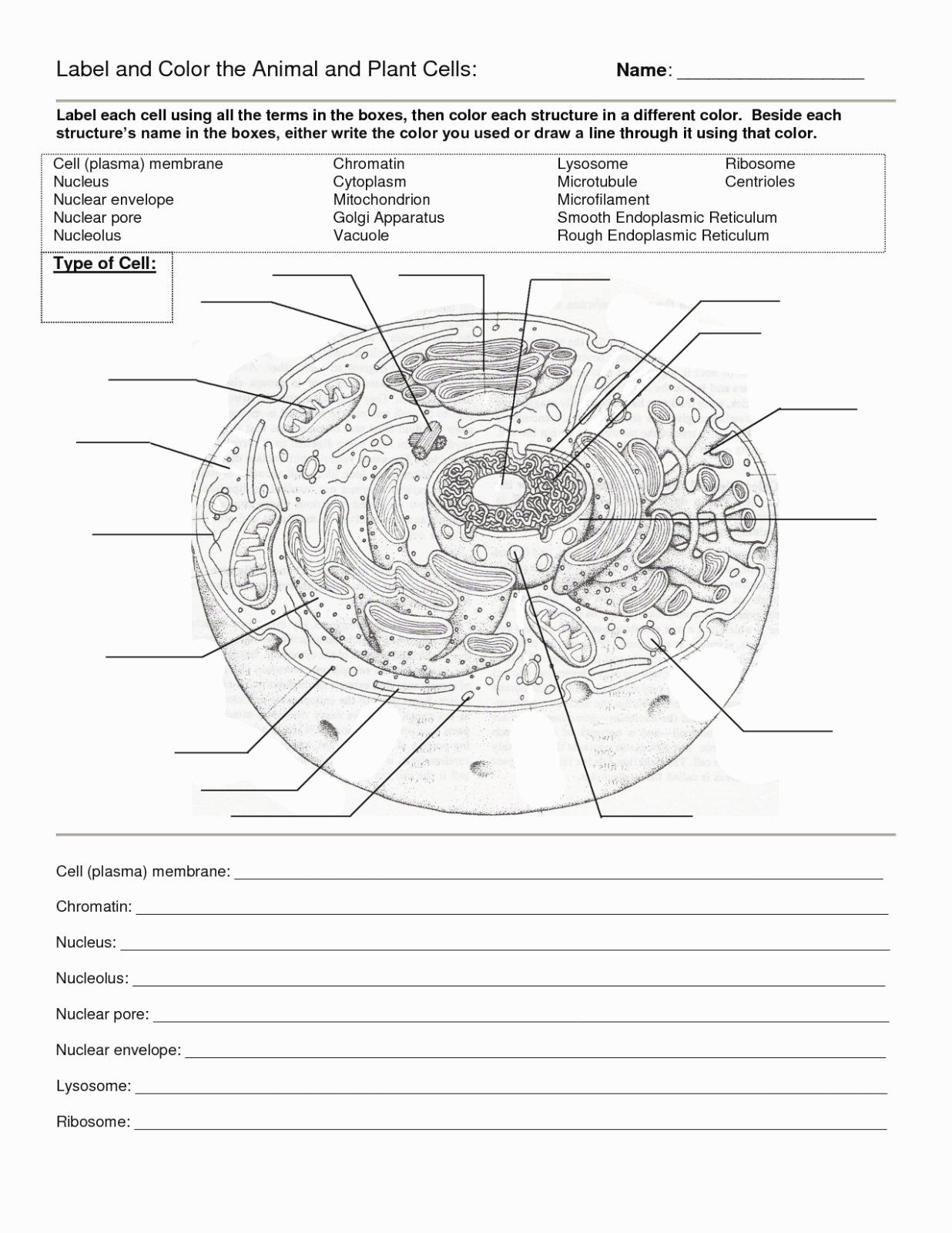 Animal Cells Worksheets