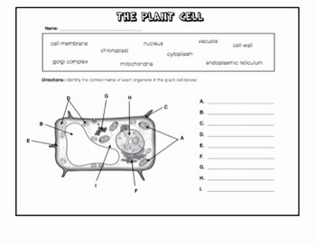Animal Cell Worksheet Answers New Cells Worksheet Packet W Answer Keys Plant and Animal