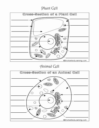 Animal Cell Worksheet Answers New Mr Brown Science Worksheets Teaching Resources Tes Mr