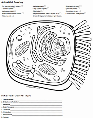 Animal Cell Worksheet Answers Unique Color A Typical Animal Cell