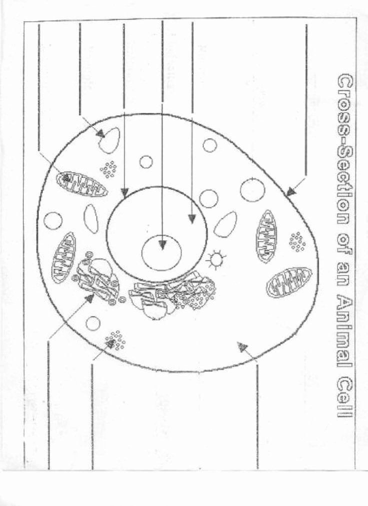 Animal Cells Coloring Worksheet Awesome Cell Diagram Worksheet Simplified Blank Cell Diagram