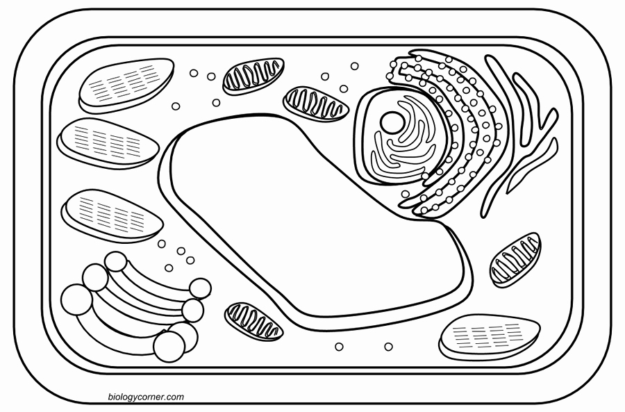Animal Cells Coloring Worksheet Awesome Plant Cell Coloring
