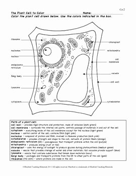 Animal Cells Coloring Worksheet Awesome Three Plant Cell Worksheets the First Page is A Plant