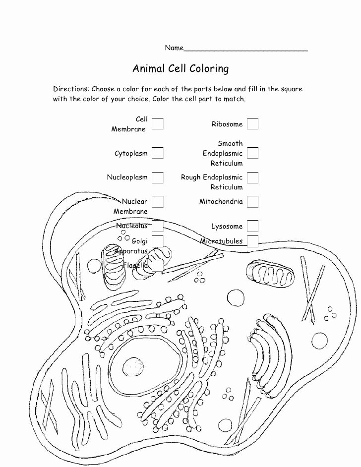 Animal Cells Coloring Worksheet Beautiful Biology Animal Cell Coloring