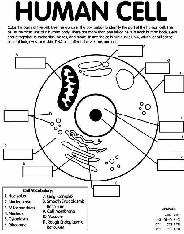 Animal Cells Coloring Worksheet Beautiful Human Cell Coloring Page