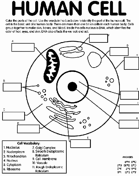 Animal Cells Coloring Worksheet Fresh Human Cell Coloring Page