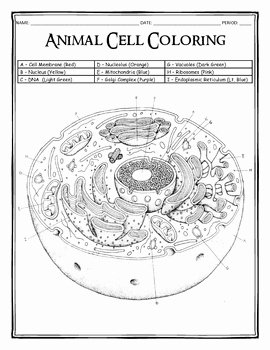 Animal Cells Coloring Worksheet Inspirational Animal Cell Coloring by Dustin Hastings