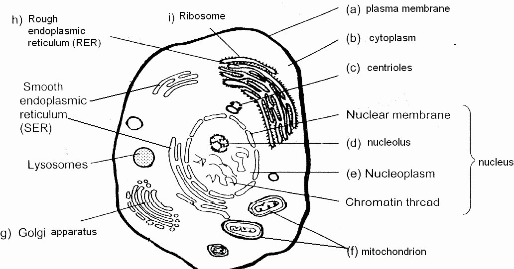 Animal Cells Coloring Worksheet Inspirational Poonchengmoh Amali Poses Sains Biology Pg 12 13