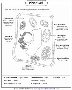 Animal Cells Coloring Worksheet Luxury Plant and Animal Cells Worksheets for Middle and High