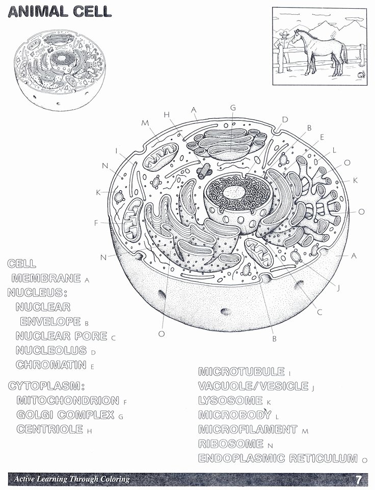 Animal Cells Coloring Worksheet New Animal Cell Worksheet Colouring Pages