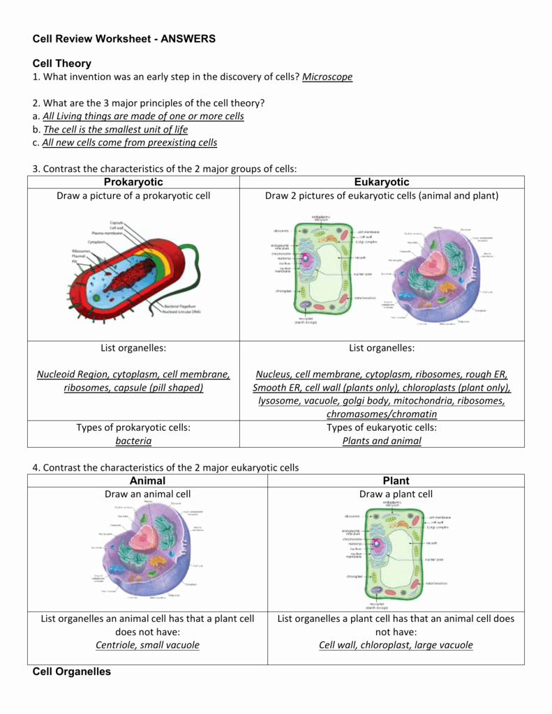 Animal Cells Worksheet Answers Elegant Cell Review Worksheet Answers Cell theory
