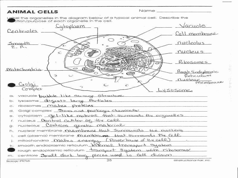 Animal Cells Worksheet Answers Fresh Animal Cell Worksheet