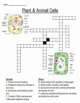 Animal Cells Worksheet Answers Fresh Plant &amp; Animal Cell Crossword Puzzle by From Miss Mcmullen