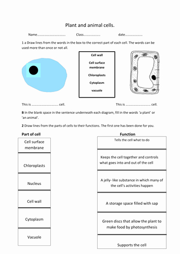Animal Cells Worksheet Answers Lovely Plant and Animal Cell Worksheet by Rosie1999 Teaching