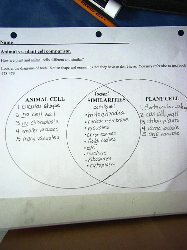Animal Cells Worksheet Answers Luxury Paring Plant and Animal Cells Worksheet Answers