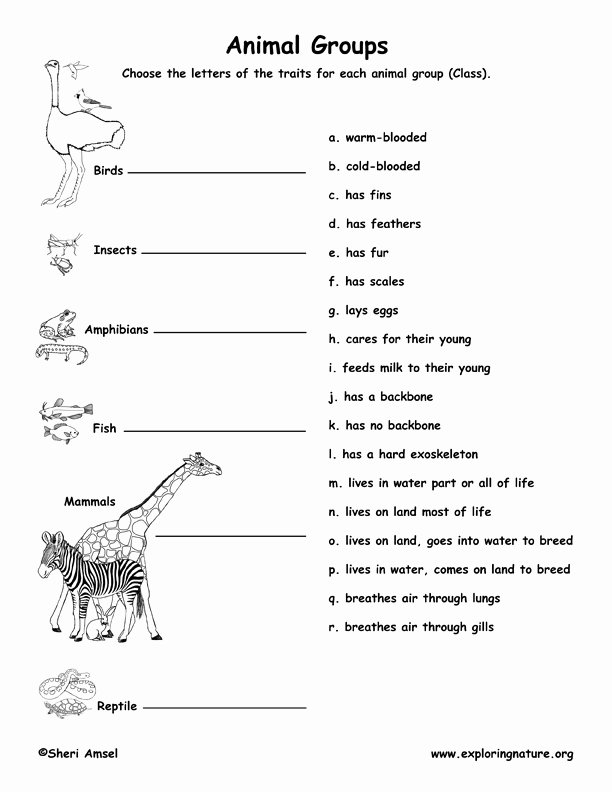 Animal Classification Worksheet Pdf Awesome Animal Traits Matching