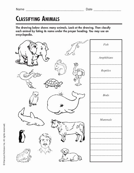 Animal Classification Worksheet Pdf Elegant Classifying Animals Worksheet for 3rd 4th Grade