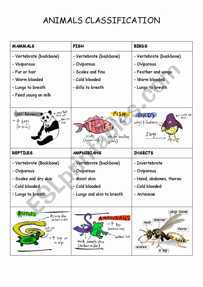 Animal Classification Worksheet Pdf Fresh Animals Classification Esl Worksheet by Maniosita