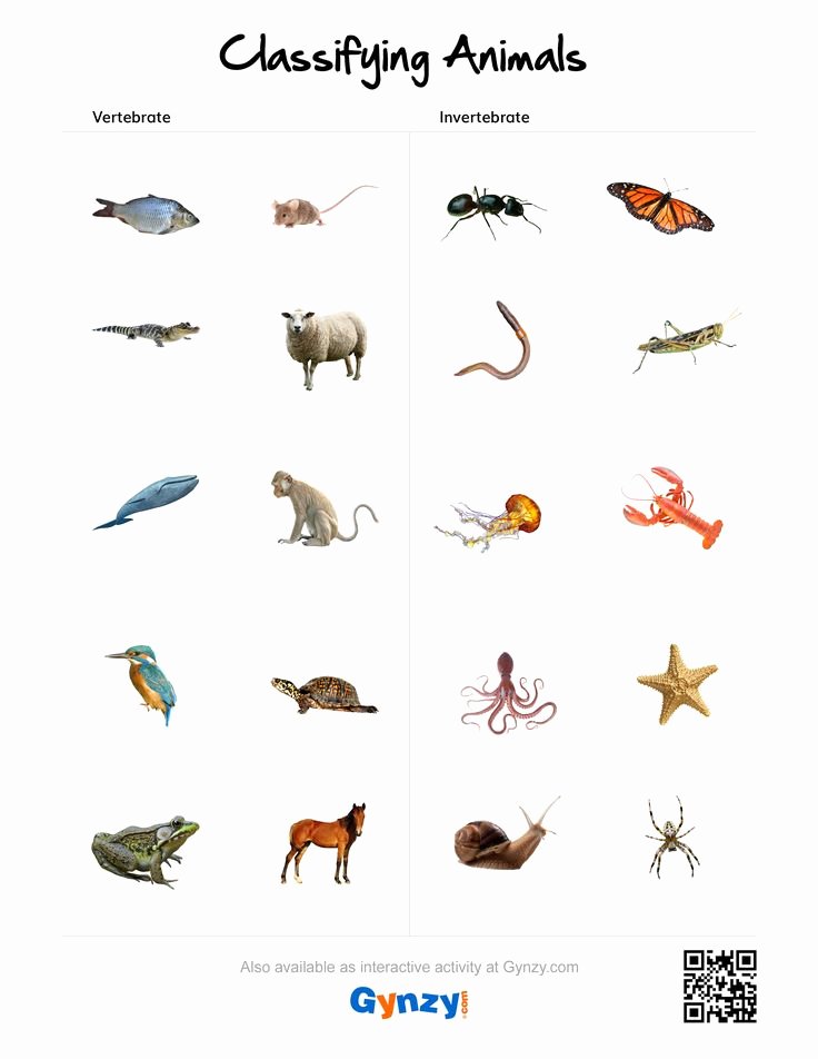 Animal Classification Worksheet Pdf Fresh Pin by Teacher Timo On Classifying Animals