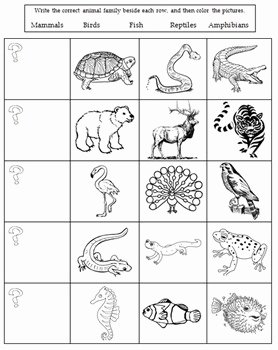 Animal Classification Worksheet Pdf Unique Animal Classification Worksheet by the Science Fix