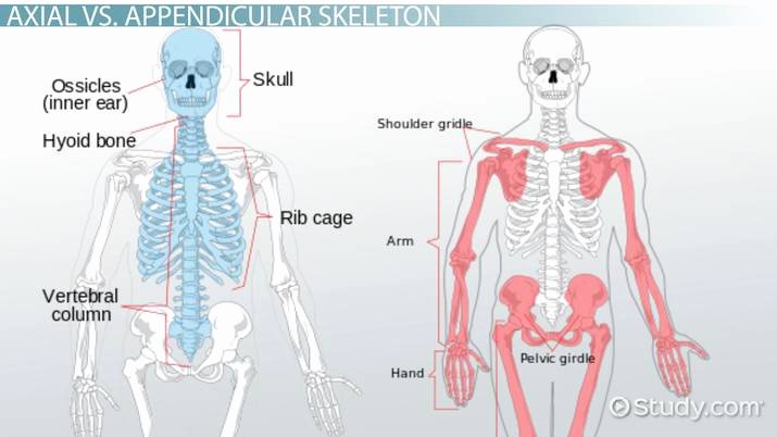 Appendicular Skeleton Worksheet Answers Awesome What is the Difference Between the Axial &amp; Appendicular