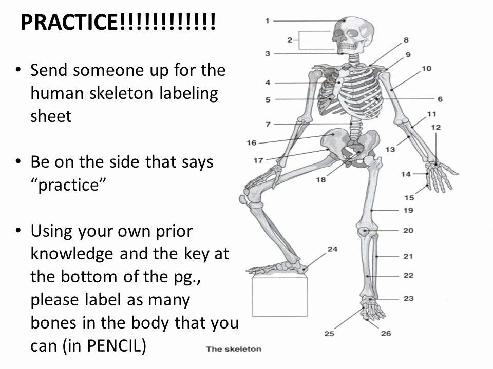 50 Appendicular Skeleton Worksheet Answers