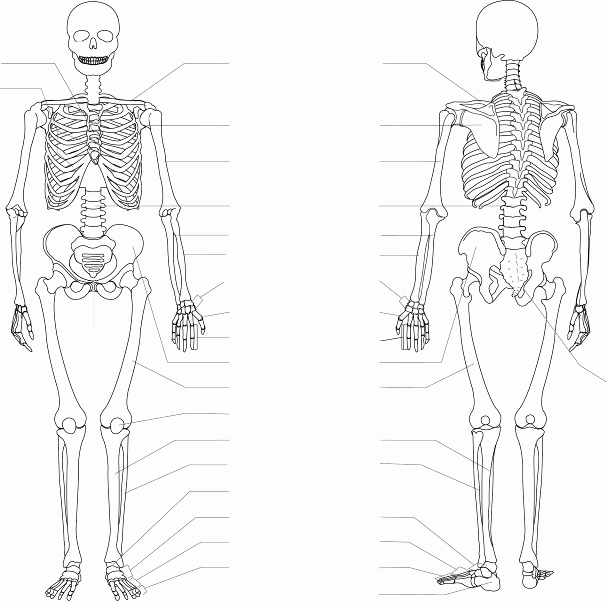 Appendicular Skeleton Worksheet Answers Beautiful Appendicular Skeleton Worksheet the Best Worksheets Image