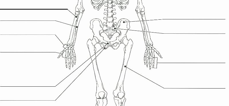 Appendicular Skeleton Worksheet Answers Beautiful Exercise 11 the Appendicular Skeleton Flashcards