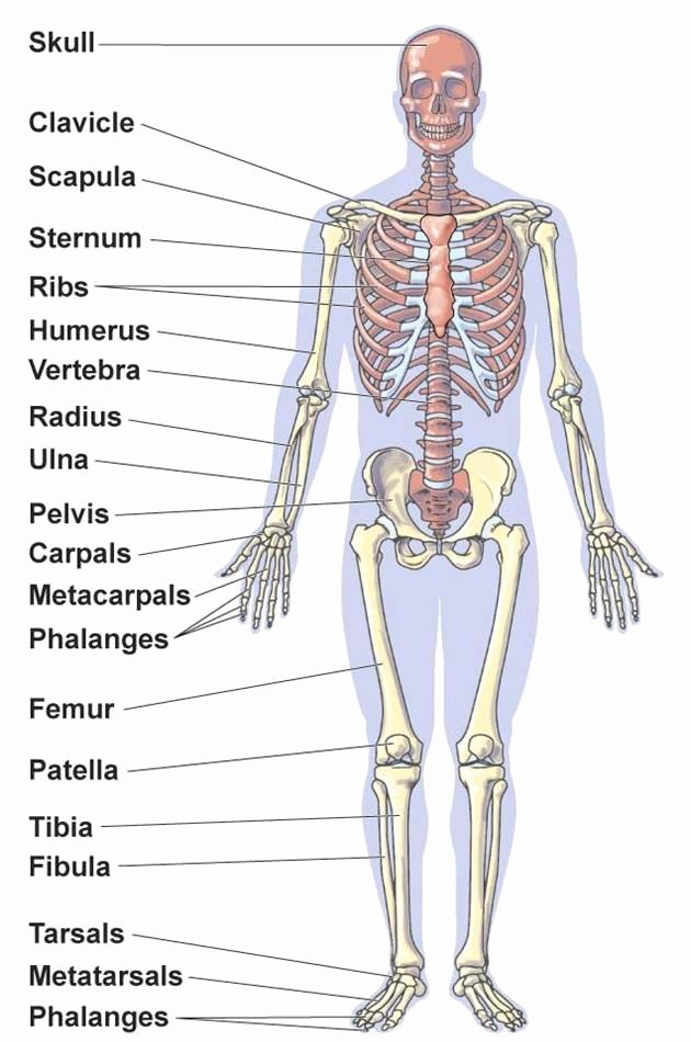 50 Appendicular Skeleton Worksheet Answers