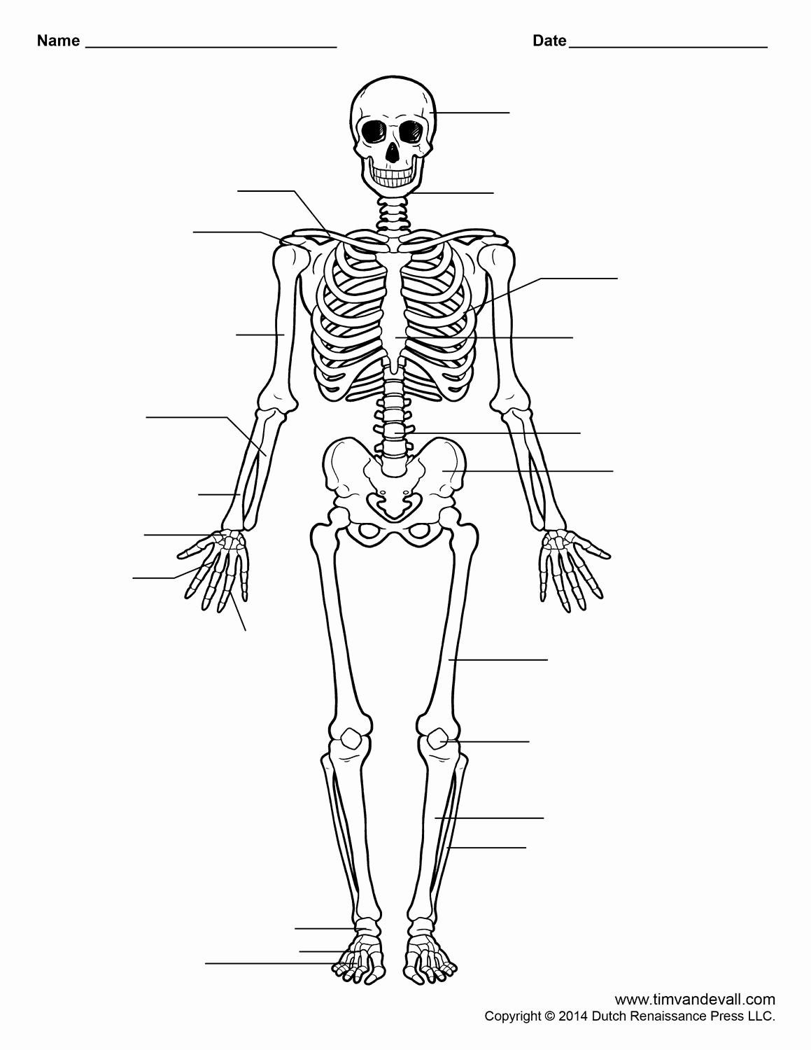 50 Appendicular Skeleton Worksheet Answers