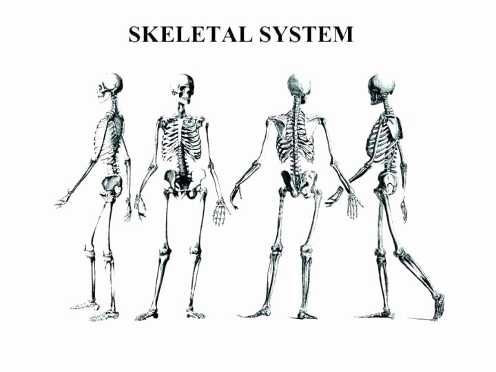 Appendicular Skeleton Worksheet Answers New Anatomy and Physiology Coloring Workbook Answers Chapter 5