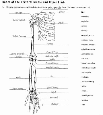 Appendicular Skeleton Worksheet Answers New Senior Class Ap Help Guides Physiology Worksheet Bones