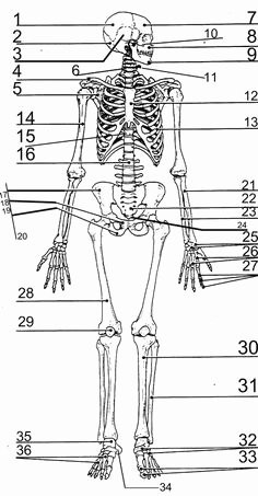 Appendicular Skeleton Worksheet Answers Unique Appendicular Skeleton Labeling Worksheet