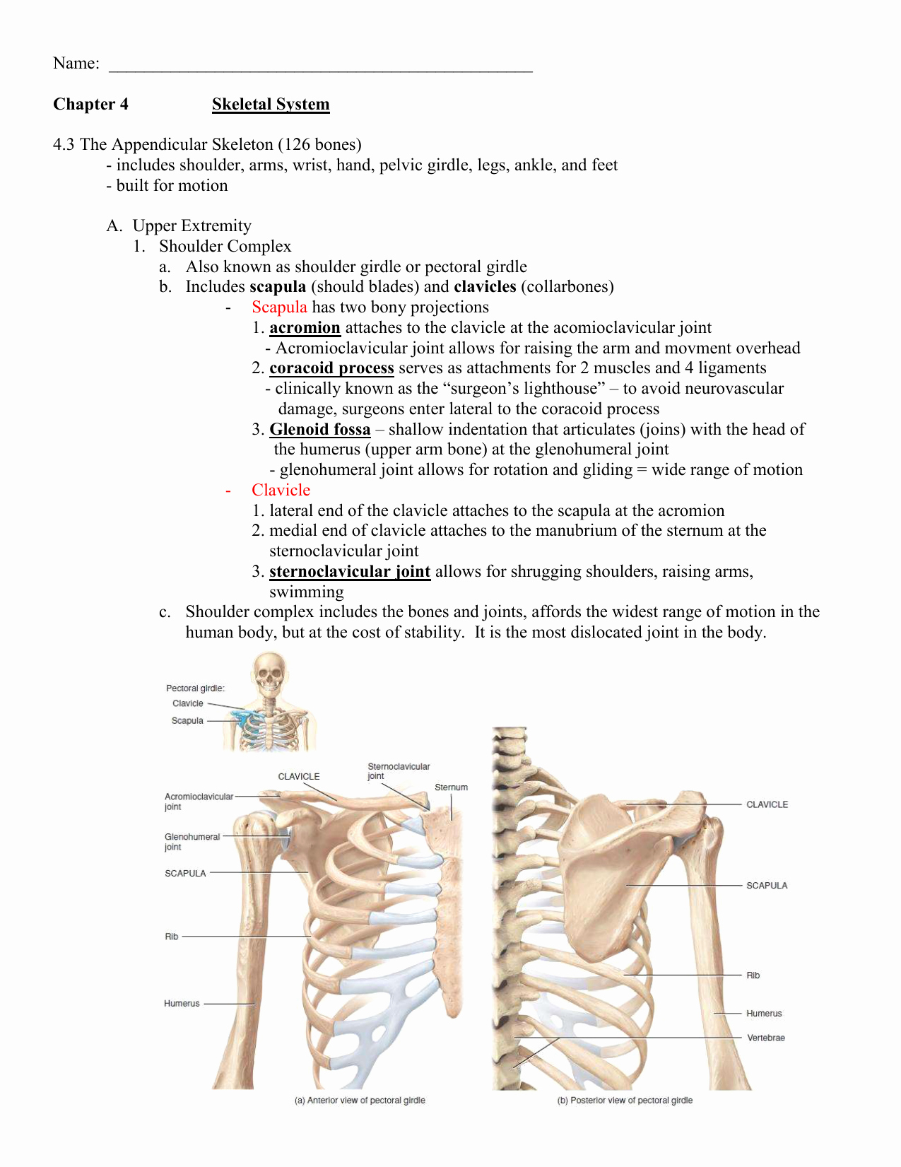 50 Appendicular Skeleton Worksheet Answers