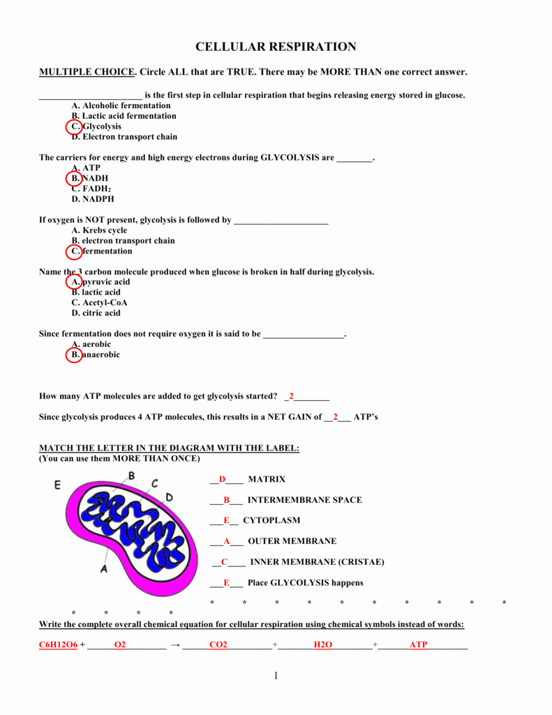 Atp Worksheet Answer Key Awesome Cellular Respiration Practice Worksheet 2 Key