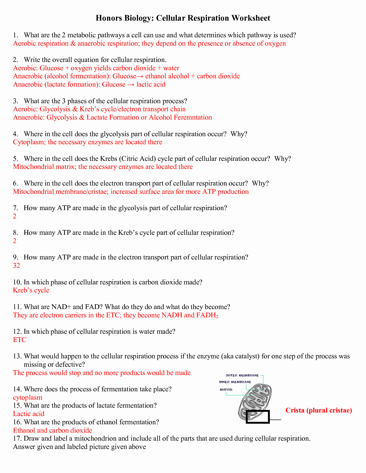 Atp Worksheet Answer Key Elegant Cellular Respiration Questions