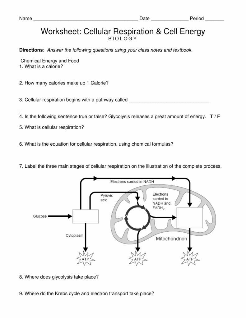 Atp Worksheet Answer Key Elegant Worksheet Cellular Respiration and Cell Energy