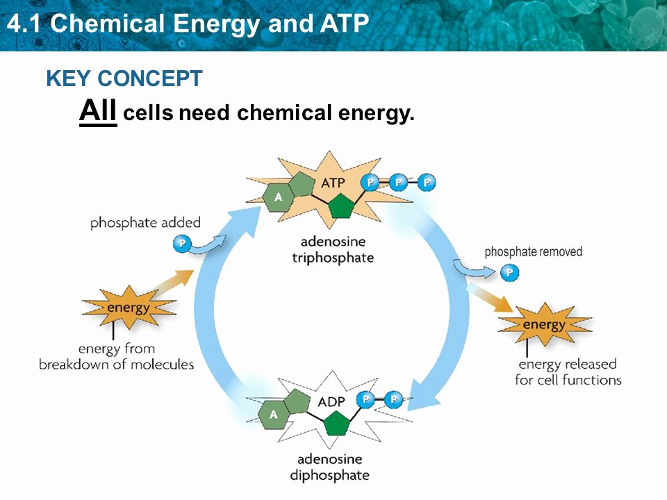 Atp Worksheet Answer Key Fresh Printables Of Worksheet Chemical Energy and atp Answer Key